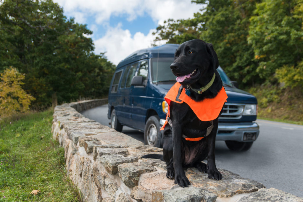 Black lab in orange vest on blue ridge parkway